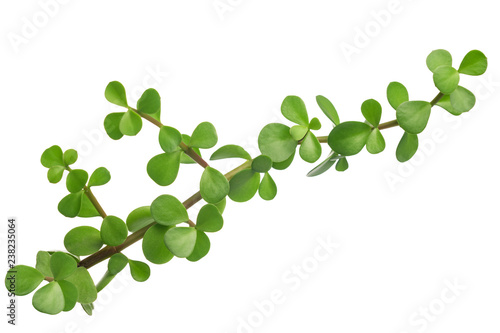 green branch of plump plant is isolated on white background, close up