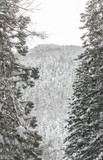winter Landscape of Pine Forest
