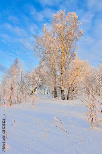 Cold winter day, beautiful hoarfrost and rime on birch trees