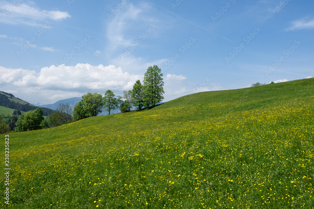 Green grass field and clear blue sky in the mountain