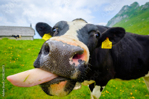 Funny portrait of a cow muzzle close-up on an alpine meadow in Switzerland photo