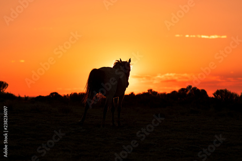 Wild Horse Silhouetted at Sunset