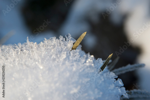 Pine tree branches covered with snow and ice crystalls photo