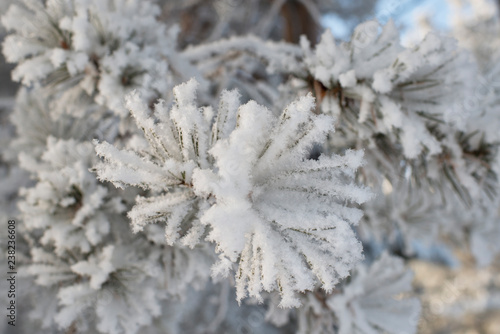 Pine tree branches covered with snow and ice crystalls