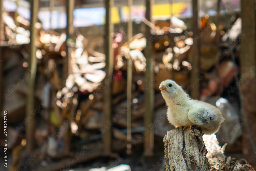 Little chick sit down and see anything on the top of old woods and blur background Little chick sit down and see anything on the top of old woods and blur background