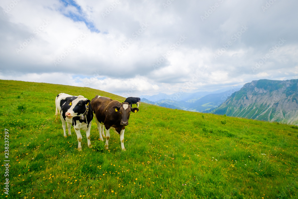Small herd of cows graze in the Alpine meadow in Switzerland Small herd of cows graze in the Alpine meadow in Switzerland