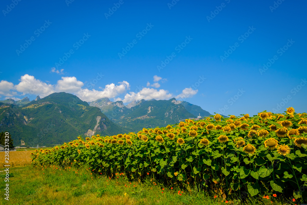 Sunflower field and mountains at summer in Switzerland