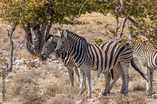 A herd of Zebras   Equus Burchelli  standing by a bush  Etosha National Park  Namibia.