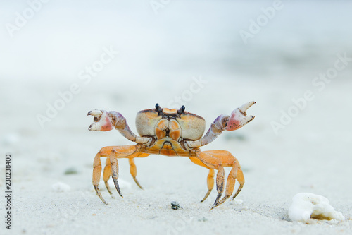 Small crab crawling on stony ground photo