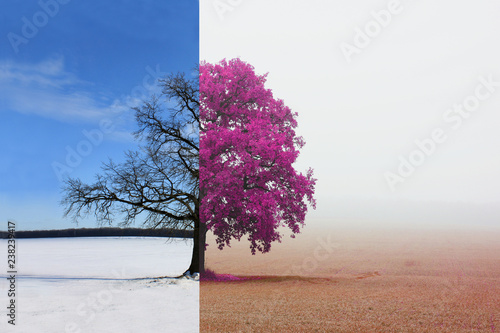 Abstrakcjonistyczny kolaż z mieszanymi różnymi stronami drzewa z zmieniającymi się porami roku od zimy do jesieni