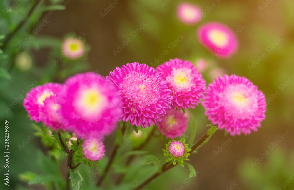 pink flowers bloom beautifully for background pink flowers bloom beautifully for background
