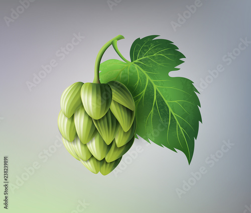 vector realistic beer green hop cones, leaves with stem. Isolated illustration on a color background. Popular alcohol drink, brewery industry floral symbol