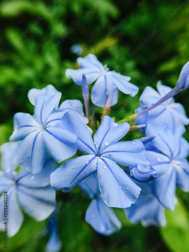 Close up of a cluster of blue flowers Close up of a cluster of blue flowers