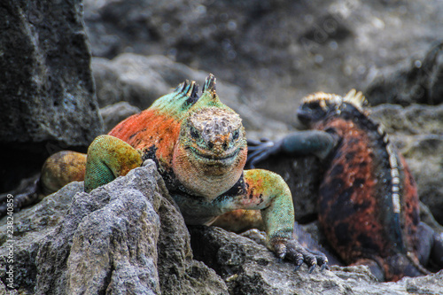 Foto Meerechse Galapagos, endemisch, bunt