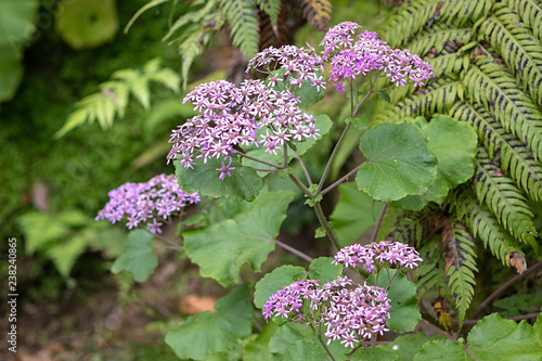 Pericallis malvifolia - Malvenblättrige Cinerarie photo