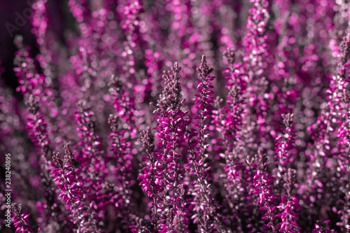 evergreen pink heather blossoms