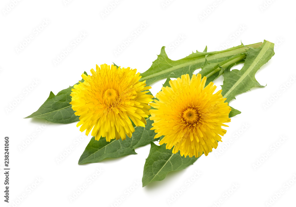 Obraz premium kwiaty i liście mniszka lekarskiego