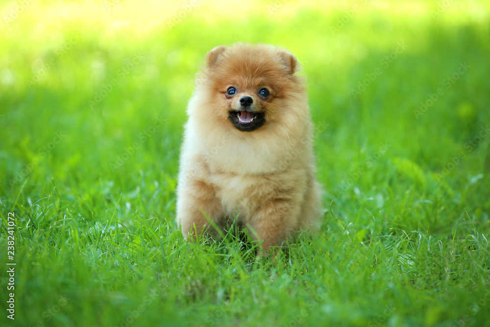 Pomeranian dog sitting in green grass