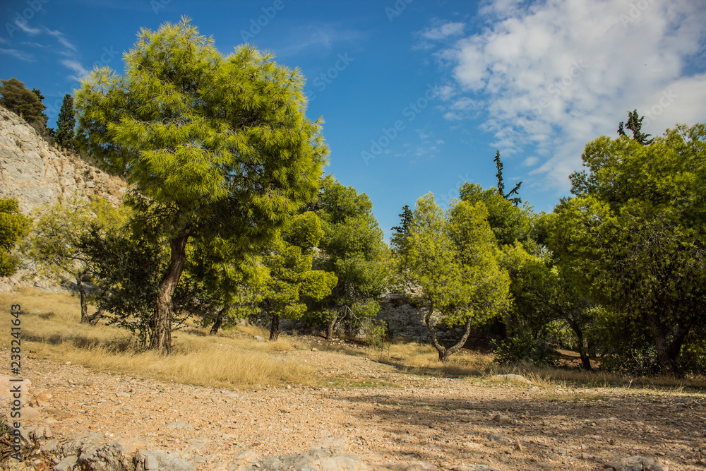 Fototapeta premium south mountain forest nature landscape view with bright green needle trees and clear summer weather 