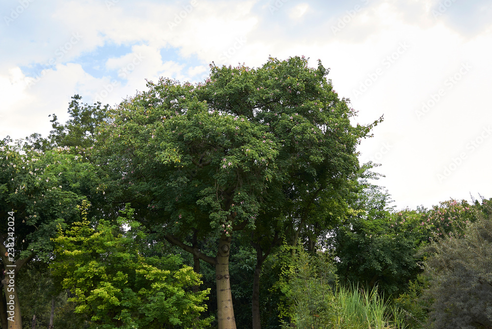 Obraz premium Ceiba speciosa