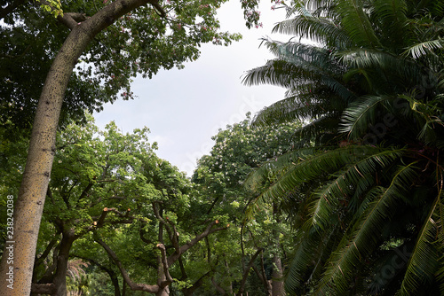 Ceiba speciosa