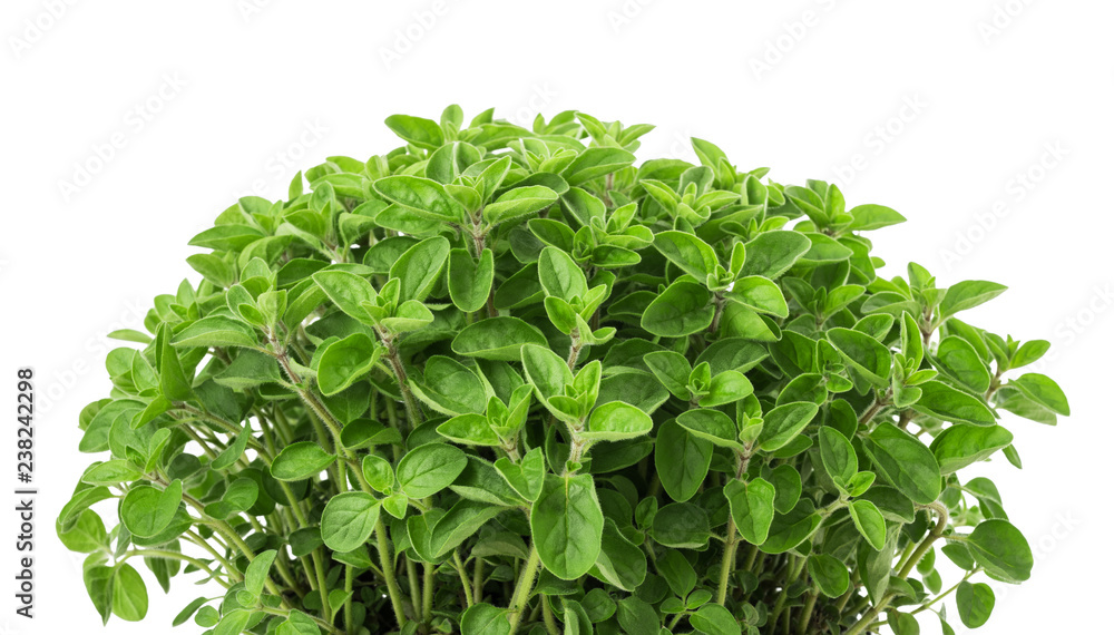 Obraz premium Oregano (origanum vulgare)