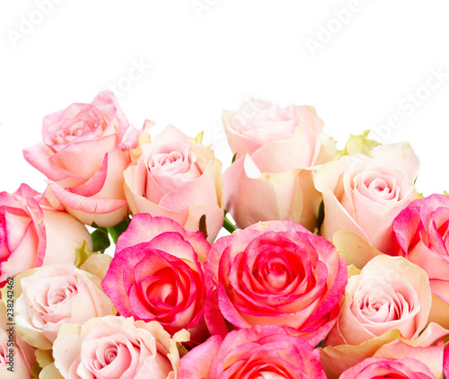 Rose fresh flowers bouquet in two shades of pink border isolated over white background