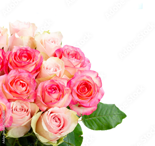 Rose fresh flowers in two shades of pink close up isolated on white background