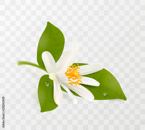 Blooming tangerine, white flower with yellow stamens and green leaves isolated on transparent background. Realistic Vector Illustration