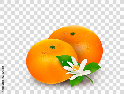 Two citrus fruits mandarins or tangerines and small blooming flower with green leaves isolated on transparent background. Realistic Vector Illustration