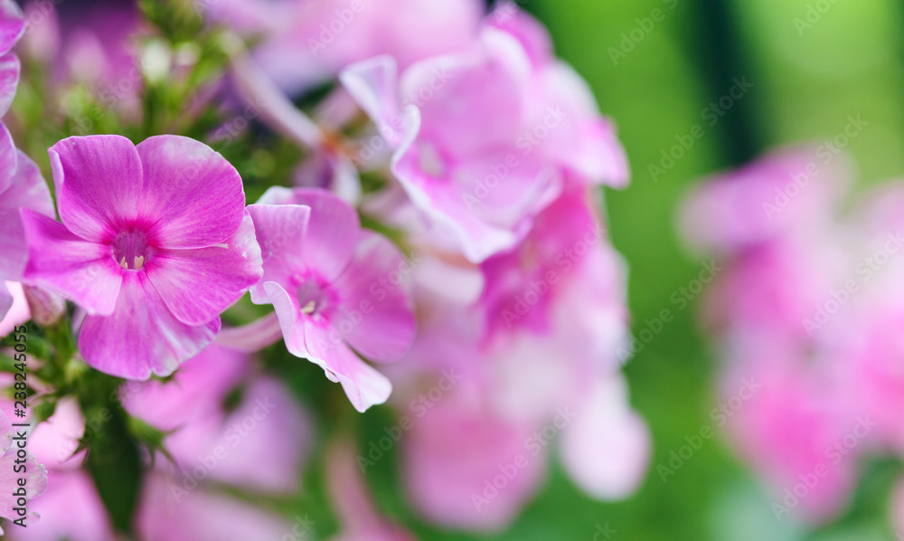 Obraz premium Phlox pink violet purple flowers macro view. shallow depth of field, copy space