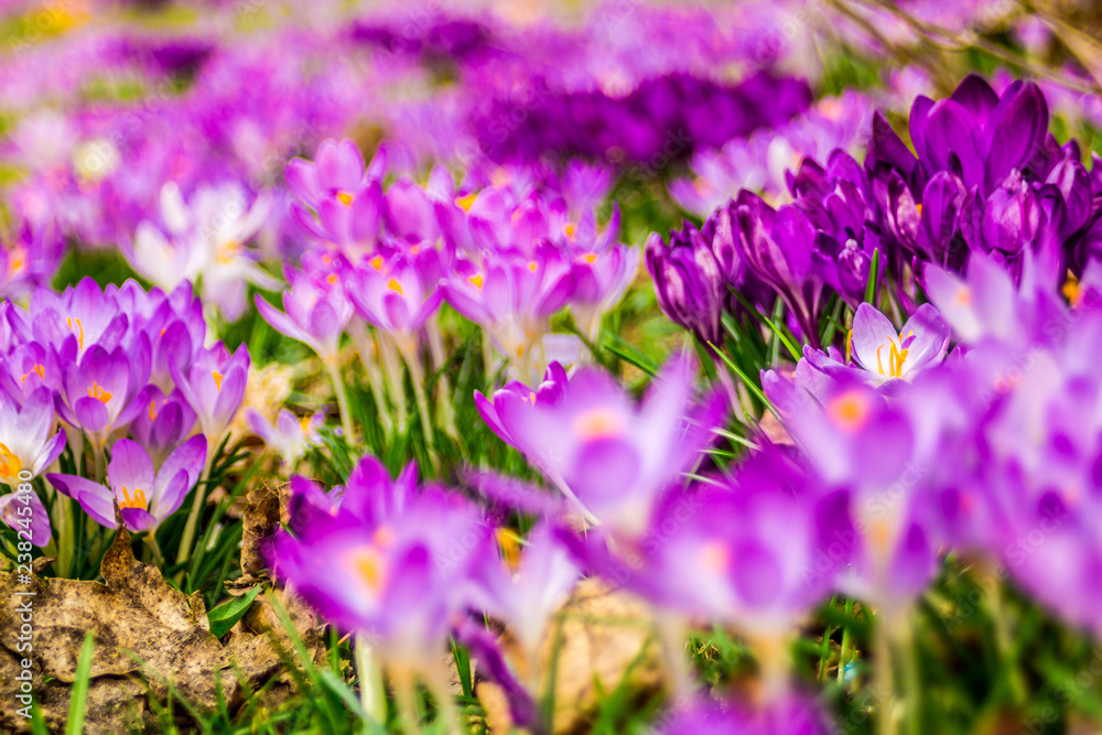 Crocus, plural crocuses or croci is a genus of flowering plants in the iris family. A single crocus, a bunch of crocuses, a meadow, close-up Crocus, plural crocuses or croci is a genus of flowering plants in the iris family. A single crocus, a bunch of crocuses, a meadow, close-up