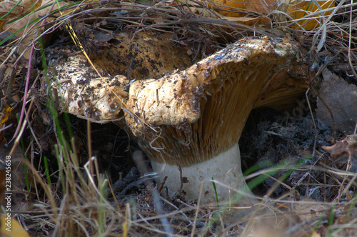 Wormy milk mushroom - Lactarius resimus - in autumn deciduous forest photo