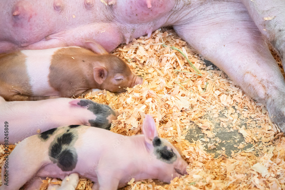 Close up on a sleeping litter of piglets beside a mother pig, with space for text on the right Close up on a sleeping litter of piglets beside a mother pig, with space for text on the right