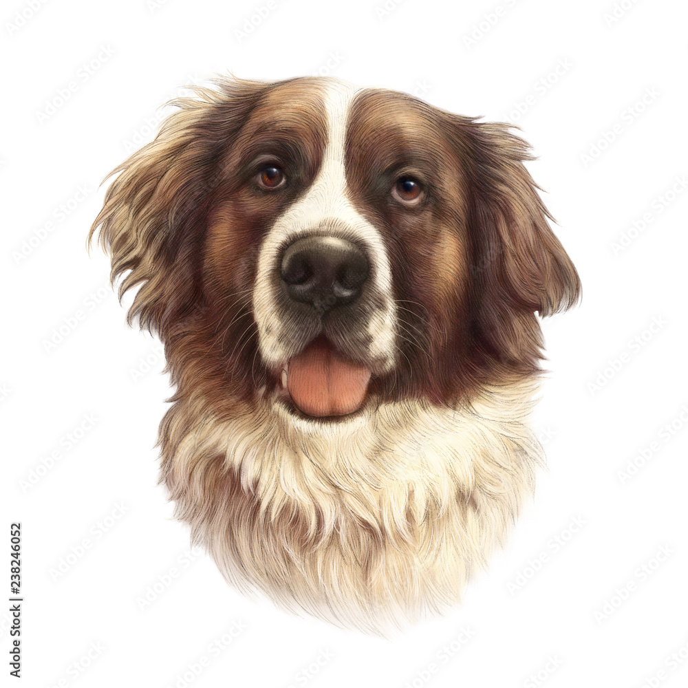 The St. Bernard dog isolated on white background. Powerful Dog Breeds. Realistic Portrait of Moscow Watchdog. Animal art collection. Hand drawn pet illustration. Good for T-shirt, pillow, pet shop The St. Bernard dog isolated on white background. Powerful Dog Breeds. Realistic Portrait of Moscow Watchdog. Animal art collection. Hand drawn pet illustration. Good for T-shirt, pillow, pet shop