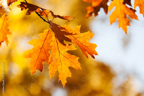 Autumn foliage background. Colorful red brown orange leaves sunny day park scene. Red oak tree branch macro view photo