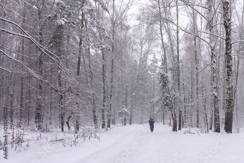 snowfall in the forest. People walking on a forest road during a snowstorm © Tatiana Lukina