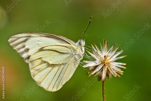 portrait of white smal butterfly