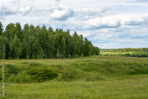 Birch grove covered with green grass hills and ravines against the cloudy sky