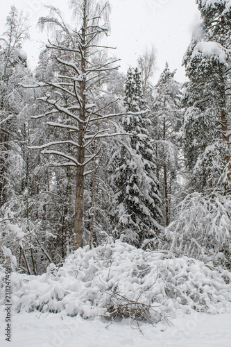 Snowy winter forest during snowfall