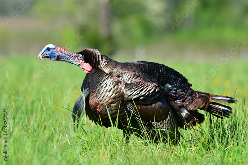 Gobbler in Cades Cove Tennessee