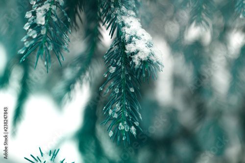 Christmas winter background. Fir tree branch covered with snow in winter day © Kate Pasechnik