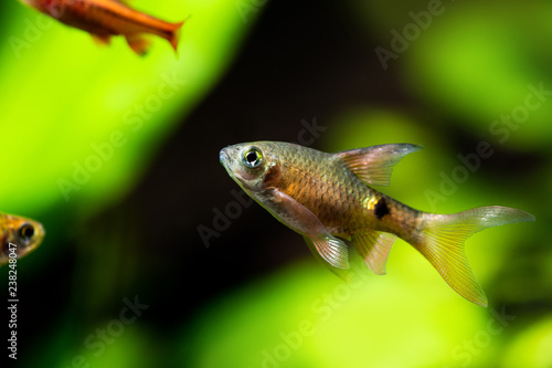 Aquarium underwater still life scene with longtail barb fish Pethia Conchonius. Shallow depth of field, copy space photo