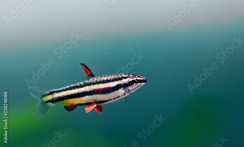 Exotic aquarium fish Dwarf Pencilfish Nannostomus marginatus. Macro view, selective focus. copy space photo