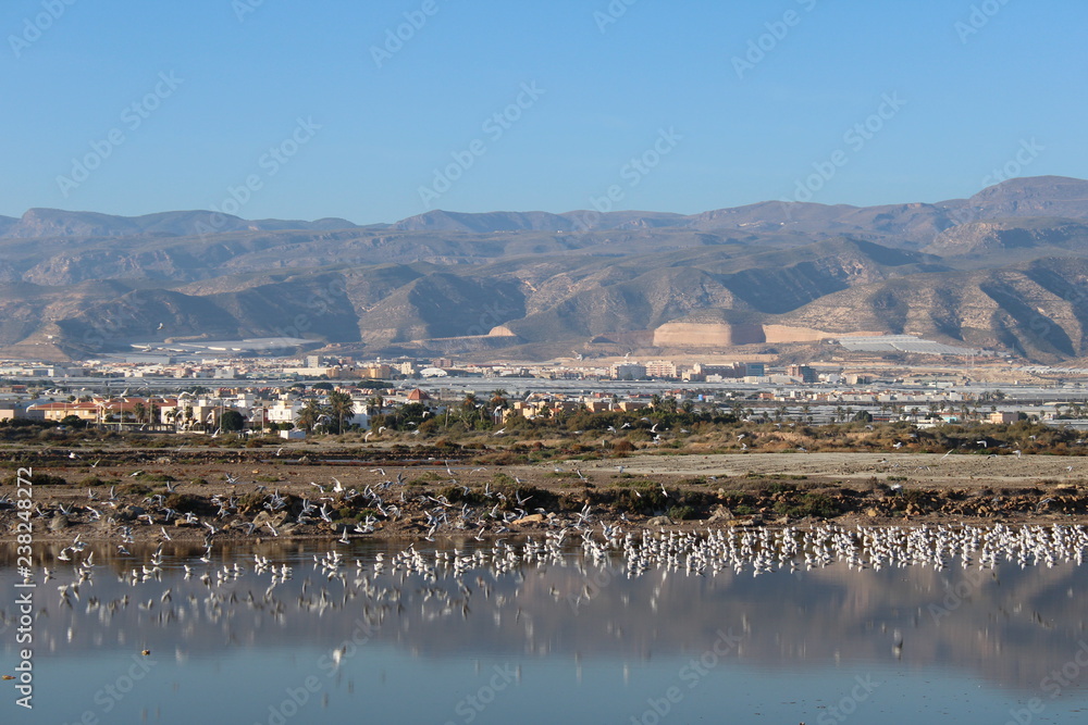 Lake full of seagulls