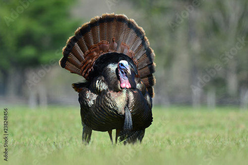 Wild Fanning Turkey in Cades Cove, Tennessee