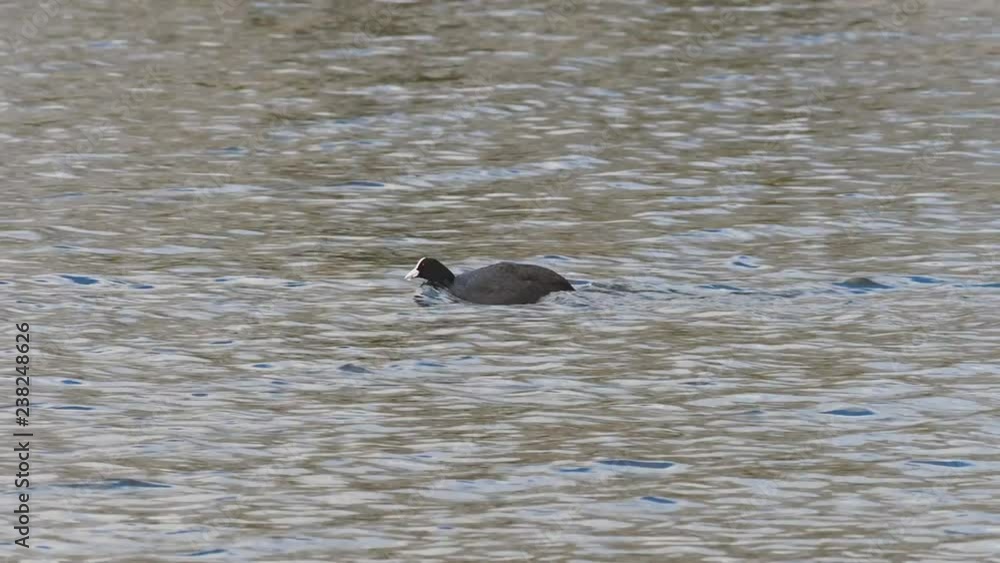 Coot ( fulica ) swimming on lake feeding on dull spring day, Warnham Coot ( fulica ) swimming on lake feeding on dull spring day, Warnham