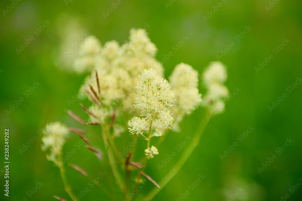 Blossome herbs on a green background, close-up Blossome herbs on a green background, close-up