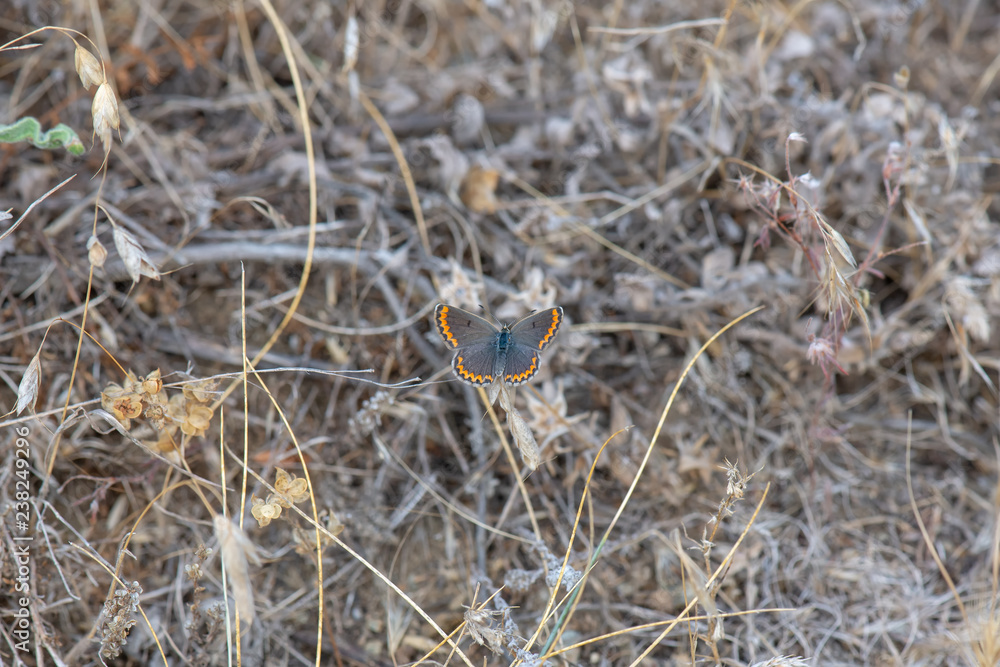 Lycaenidae / Çokgözlü Esmer / / Polyommatus agestis Lycaenidae / Çokgözlü Esmer / / Polyommatus agestis