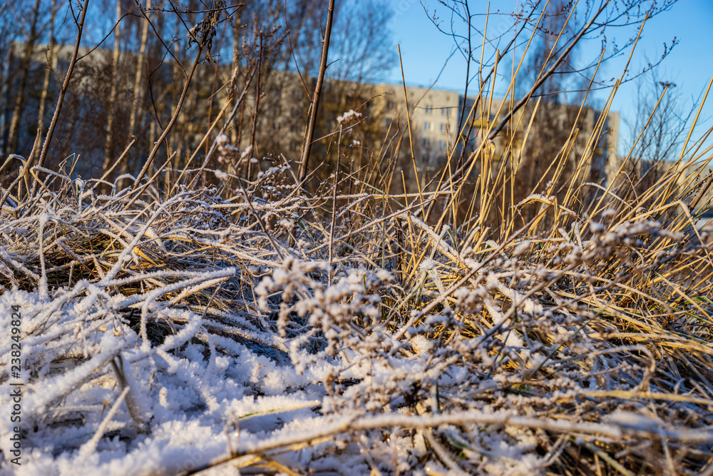 Fototapeta premium frozen nature details. tree branches and grass in snow